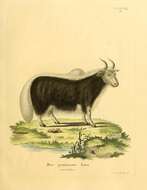 Image of Bos Linnaeus 1758