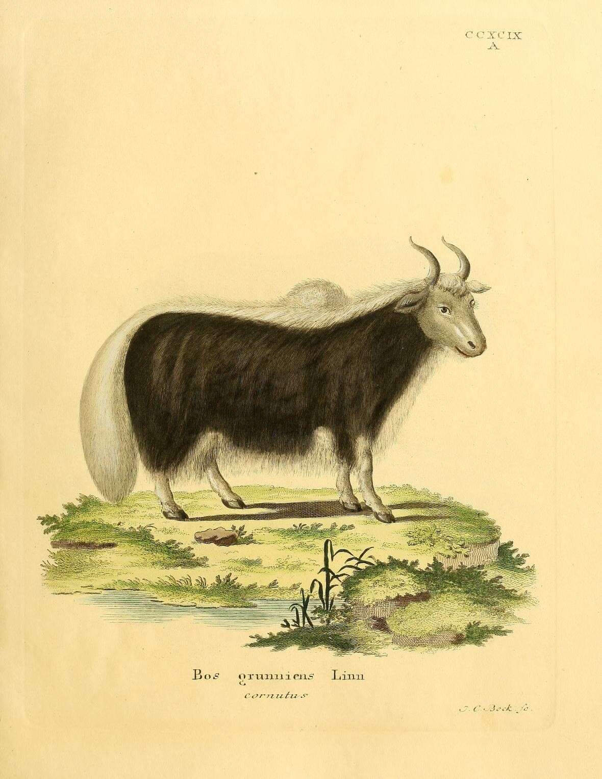 Image of yak