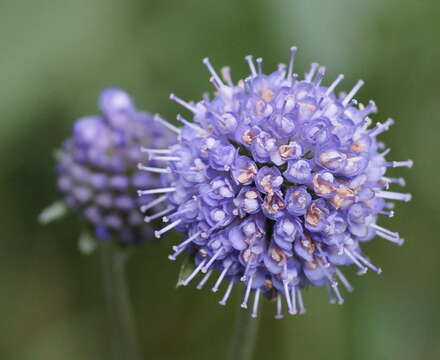 Image of Devil’s Bit Scabious