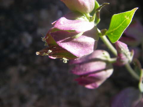 Sivun Mirabilis multiflora (Torr.) Gray kuva