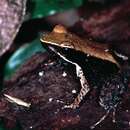 Image of Eastern Madagascar Frog