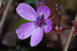 Image of stork's bill