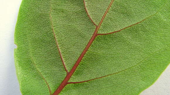 Image of Coccoloba oblonga Lindau