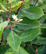 Image of flytrap dogbane