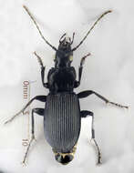 Image de Pterostichus