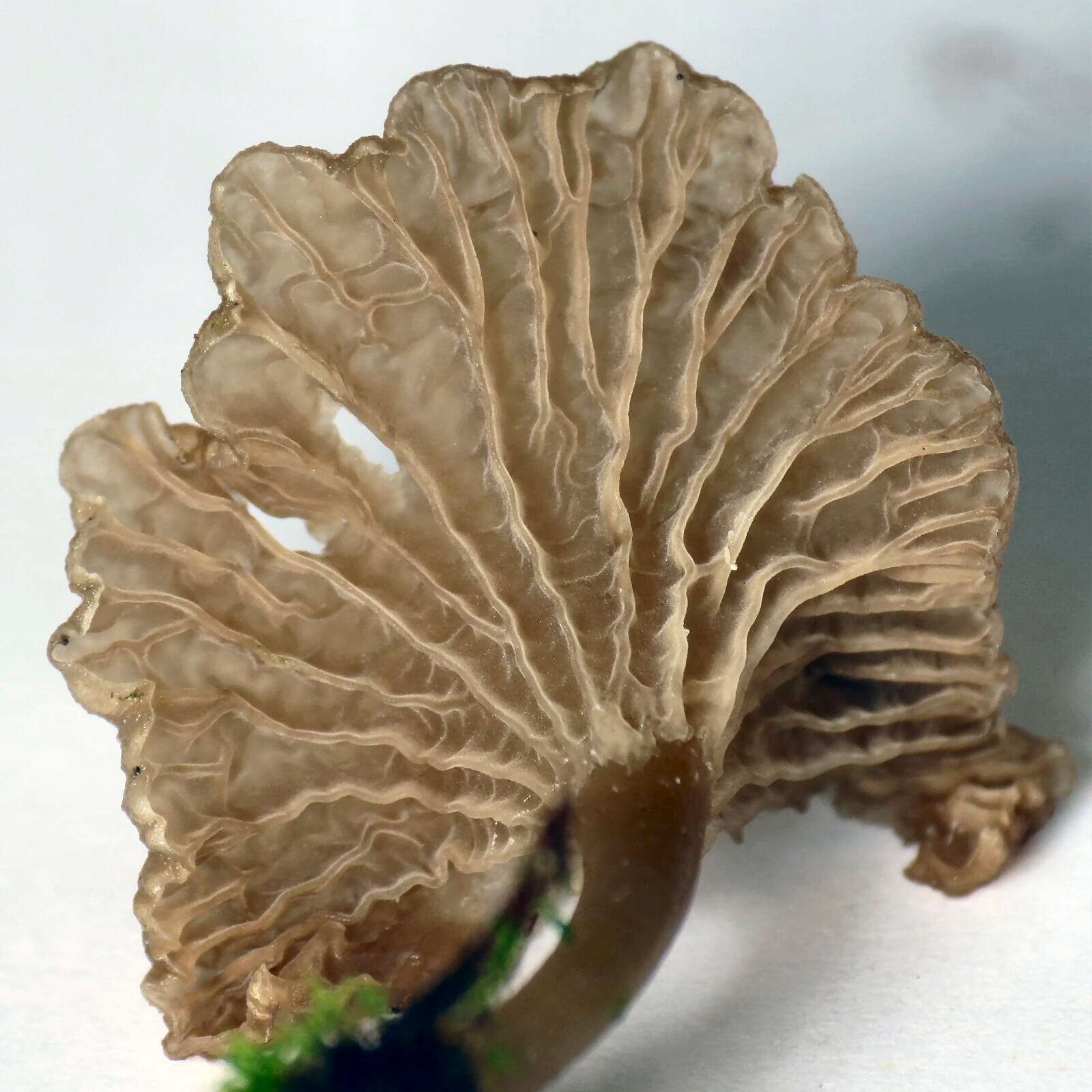 Image of Arrhenia rickenii (Hora) Watling 1989