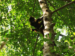 Image of Black-handed Spider Monkey