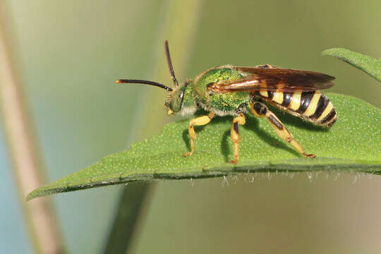 Image of Agapostemon splendens (Lepeletier 1841)