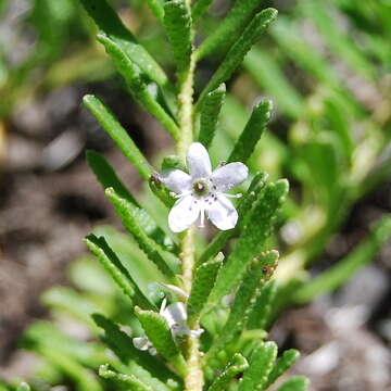 Image de Myoporum parvifolium R. Br.