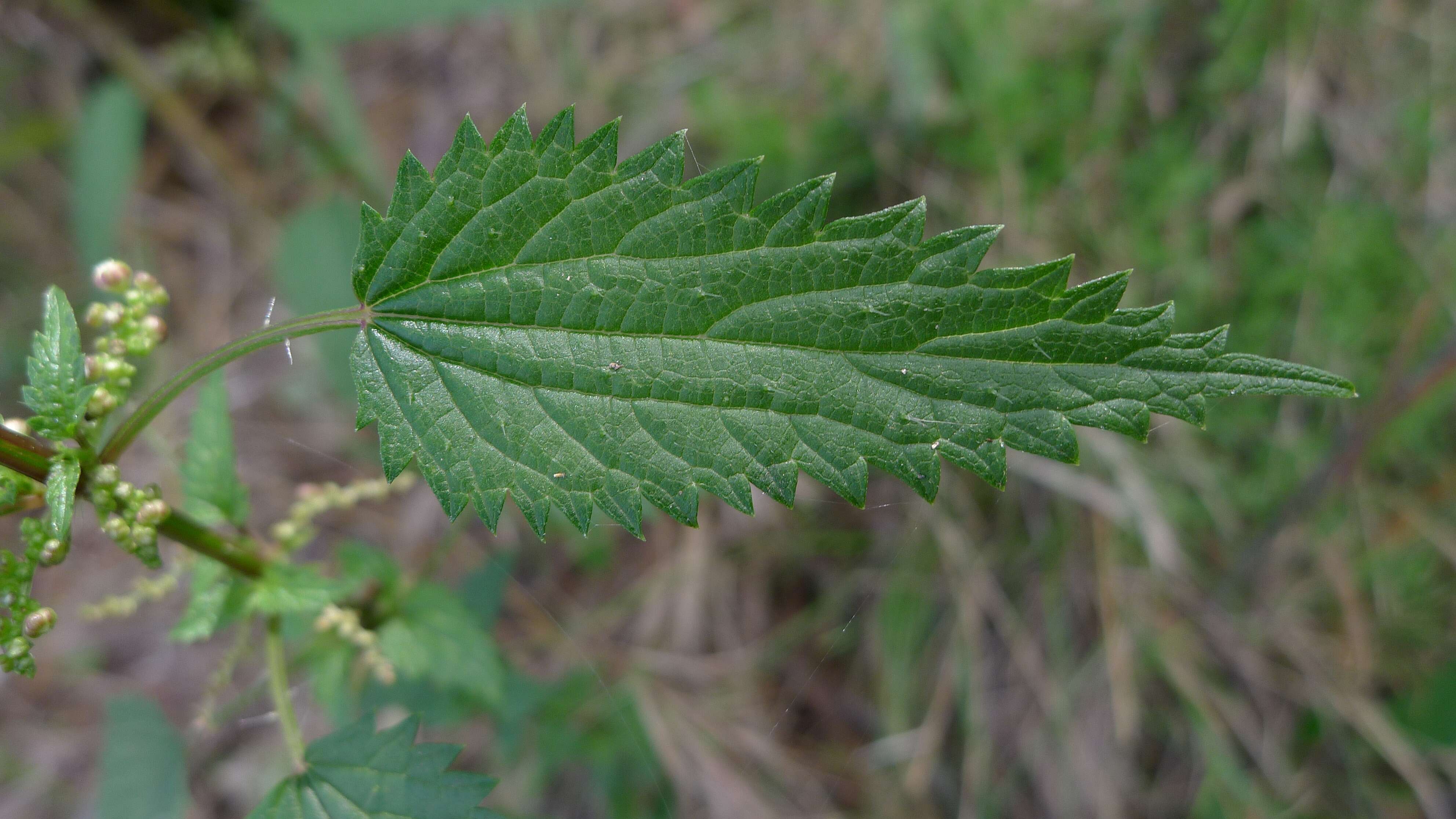 Image of nettle