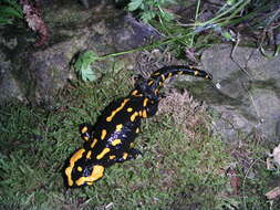Image of Salamandra salamandra salamandra