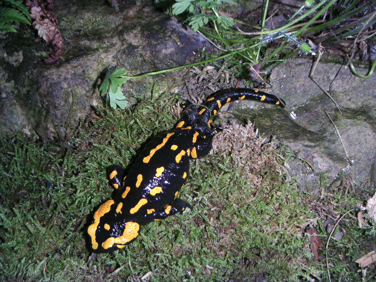 Image of Salamandra salamandra salamandra