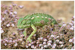 Image of chameleons