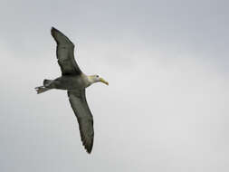 Image of North Pacific albatross