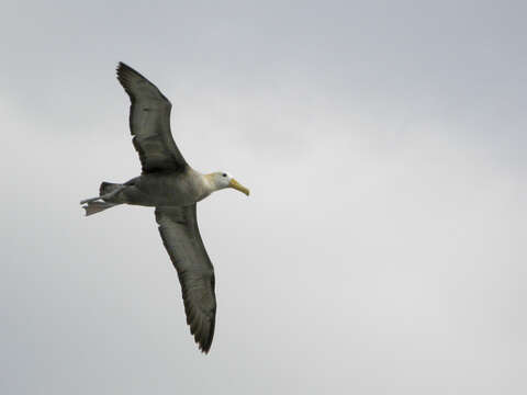 Image of Waved Albatross