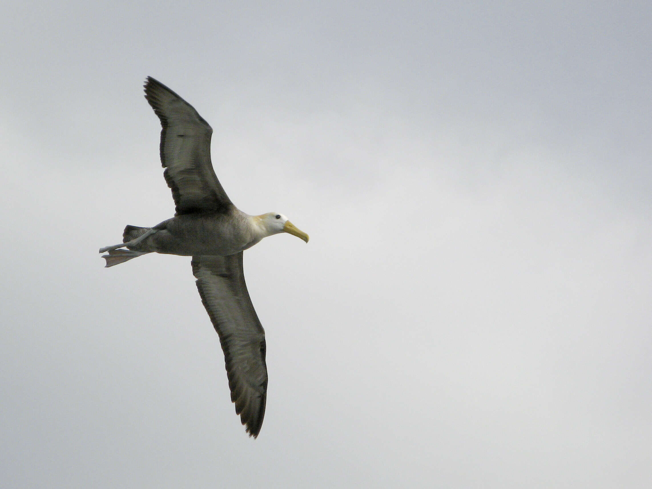 Image of North Pacific albatross