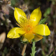 Image of Sierra blazingstar