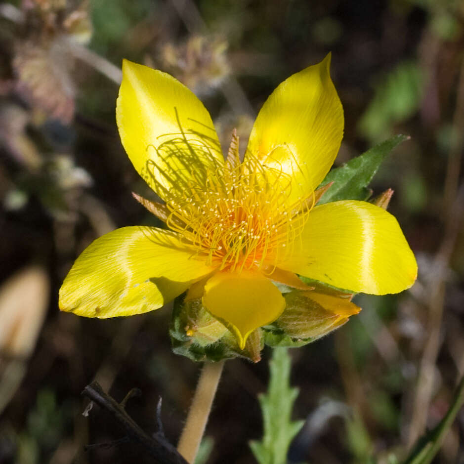 Image of Sierra blazingstar