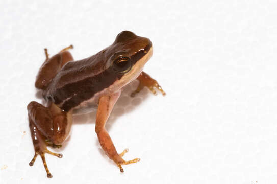 Image of Rocket Frogs