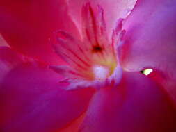 Image of oleander