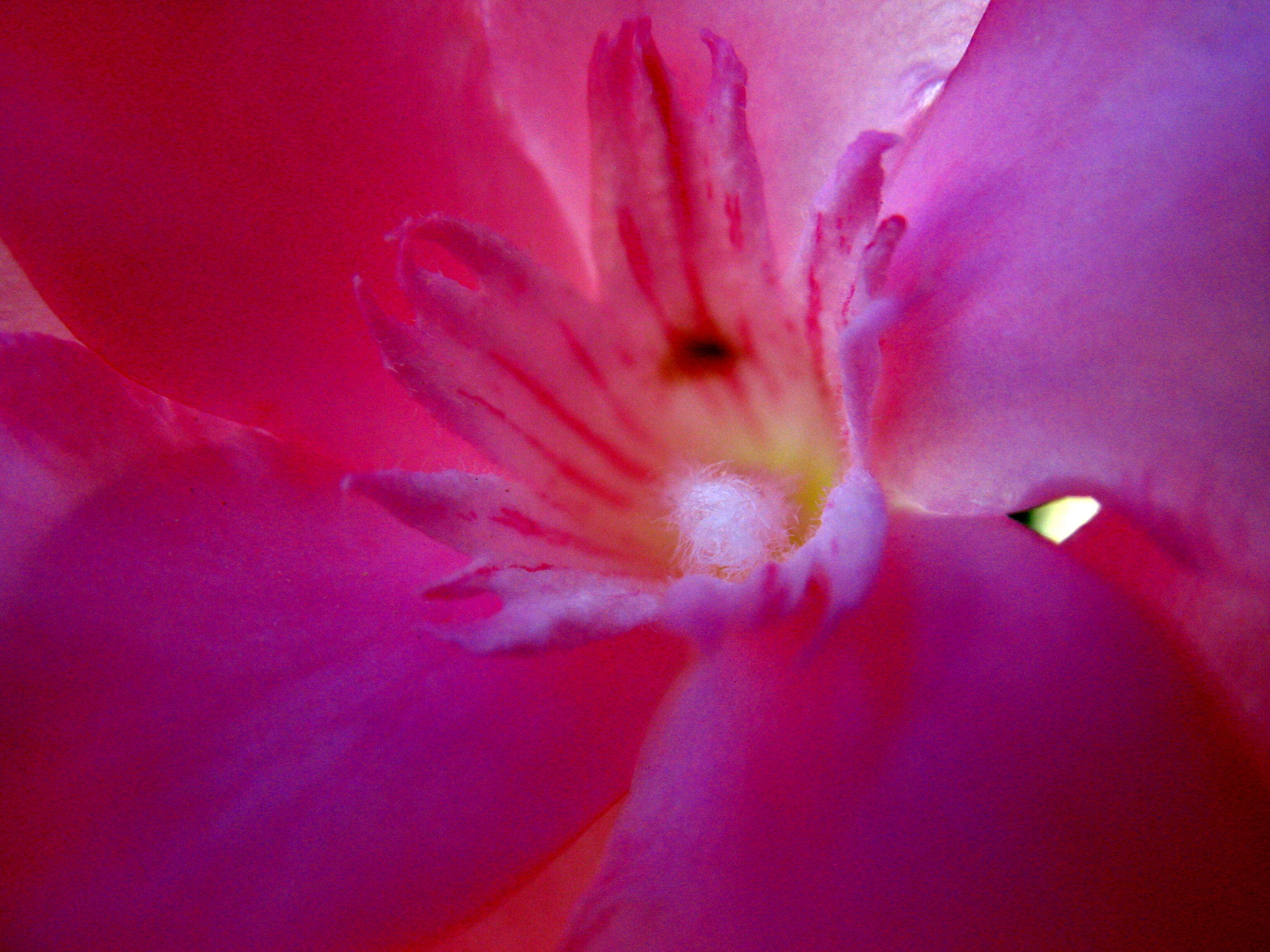 Image of oleander