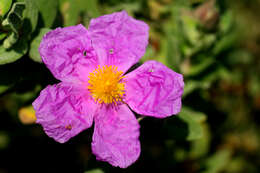 Imagem de Cistus albidus L.