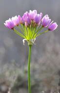 Image of Allium roseum L.