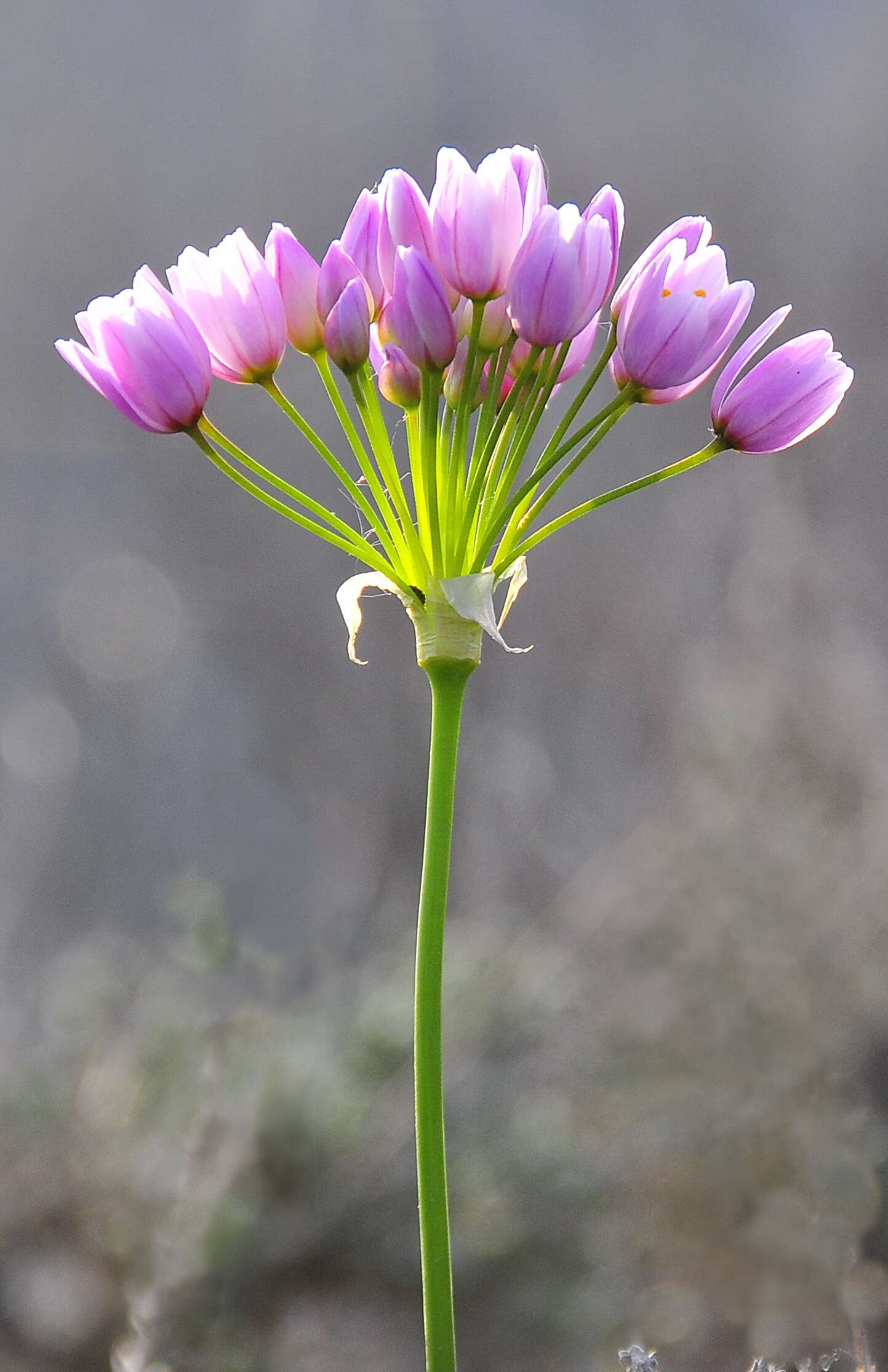 Image of Rosy Garlic