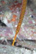 Image of Yellow banded pipefish