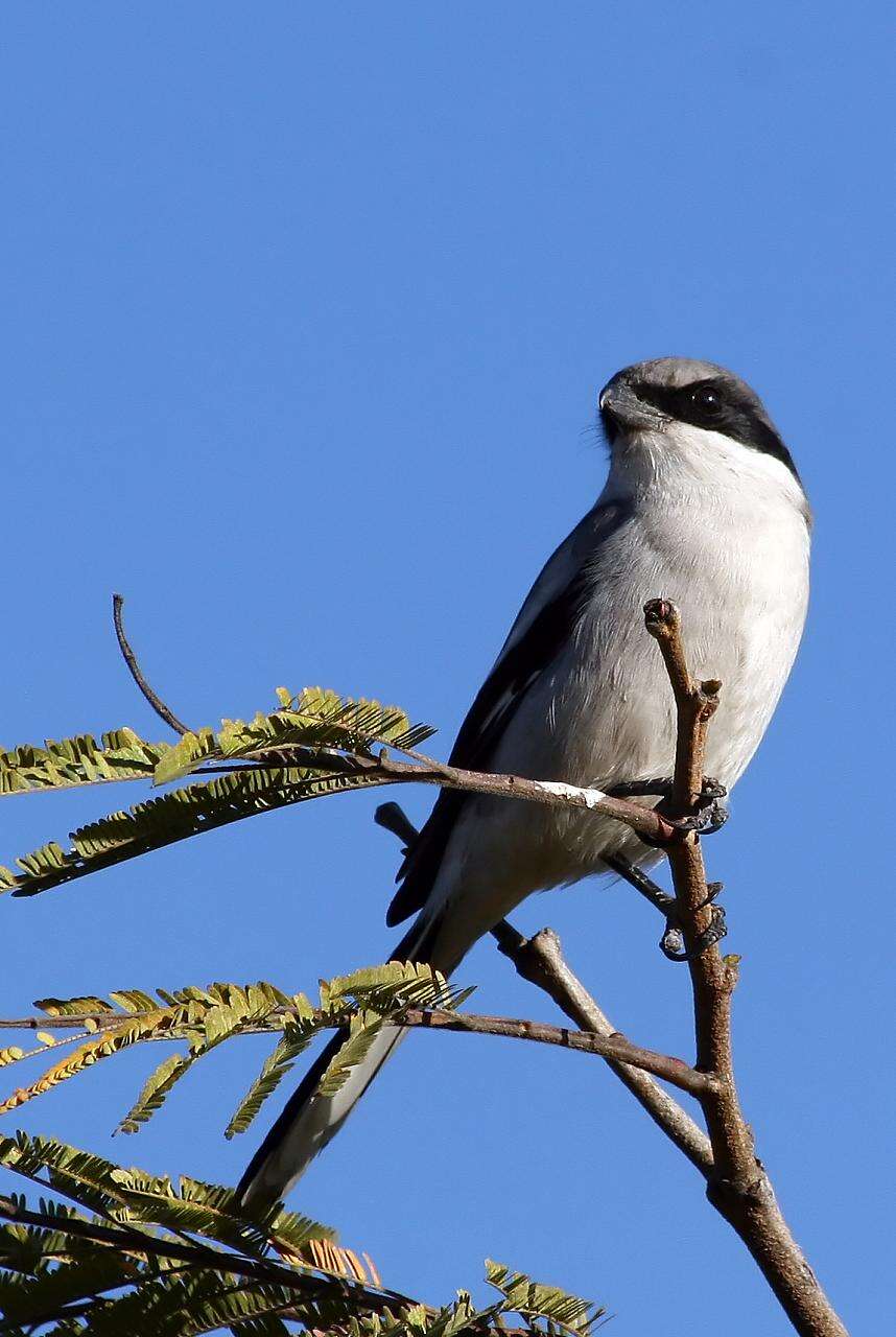 Image of true shrikes