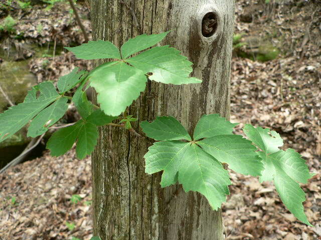 Image of creeper