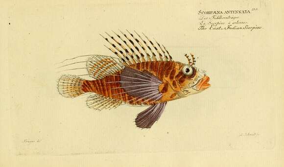 Слика од Pterois antennata (Bloch 1787)