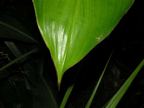 Image of Costus plicatus Maas