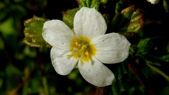 Imagem de Turnera calyptrocarpa Urb.