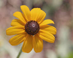 Image of blackeyed Susan