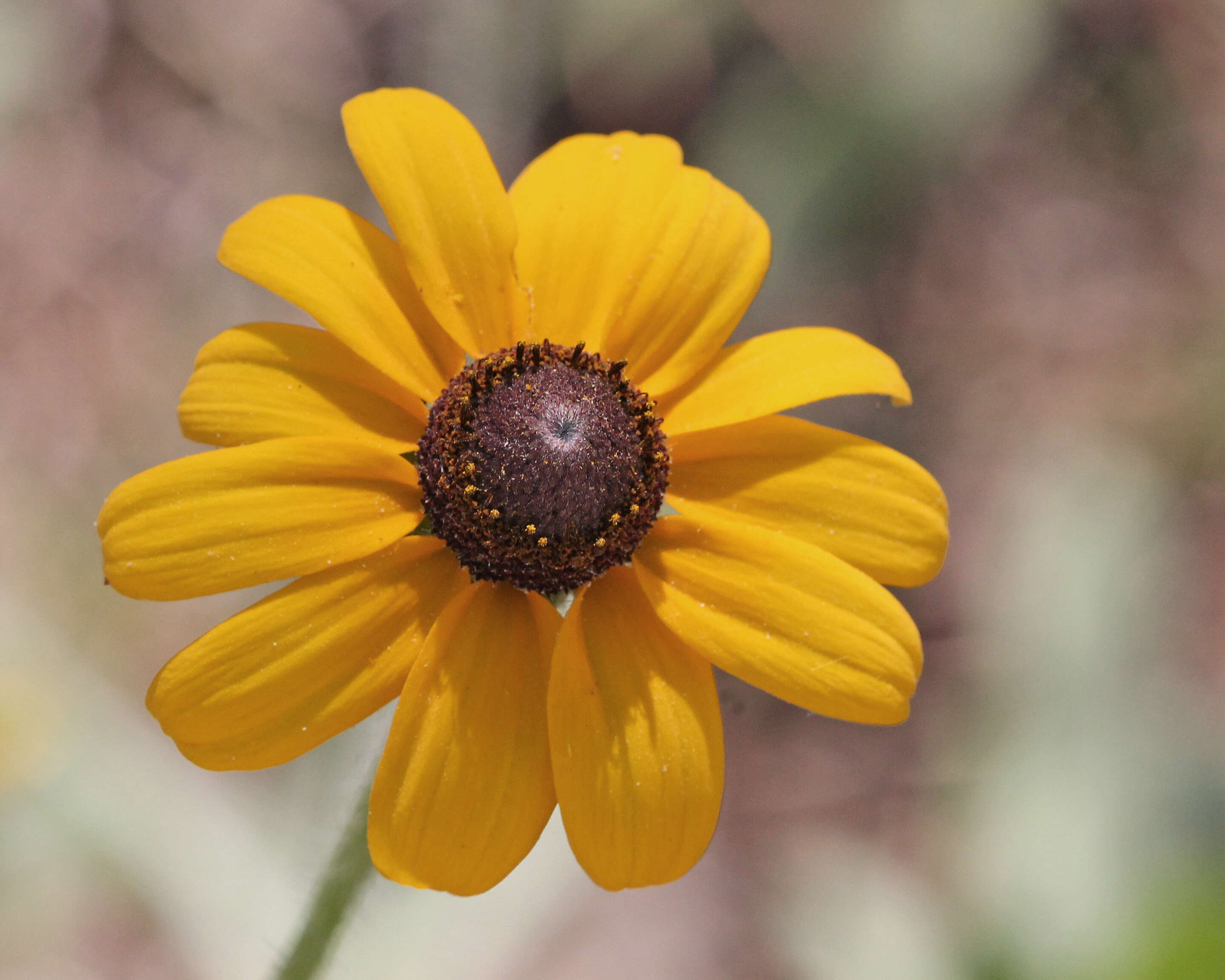 Image of coneflower