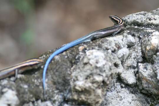 Image of Pacific Blue-Tail Skink