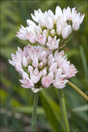 Image of chives