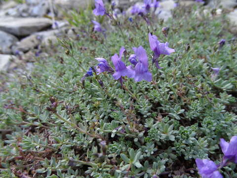 Image of Alpine toadflax