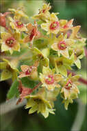 Image of <i>Alchemilla flabelata</i>