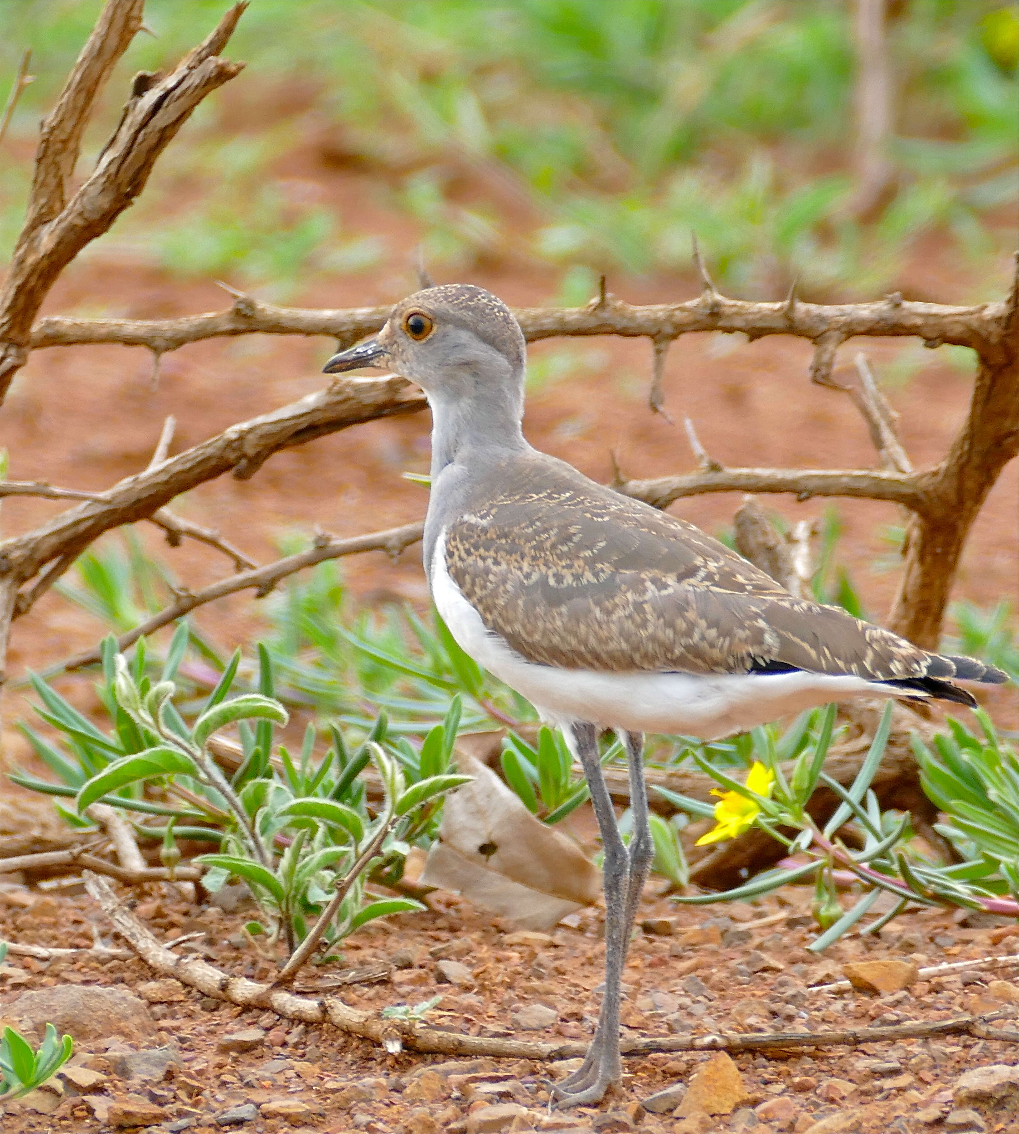 Image of Lesser Black-winged Plover