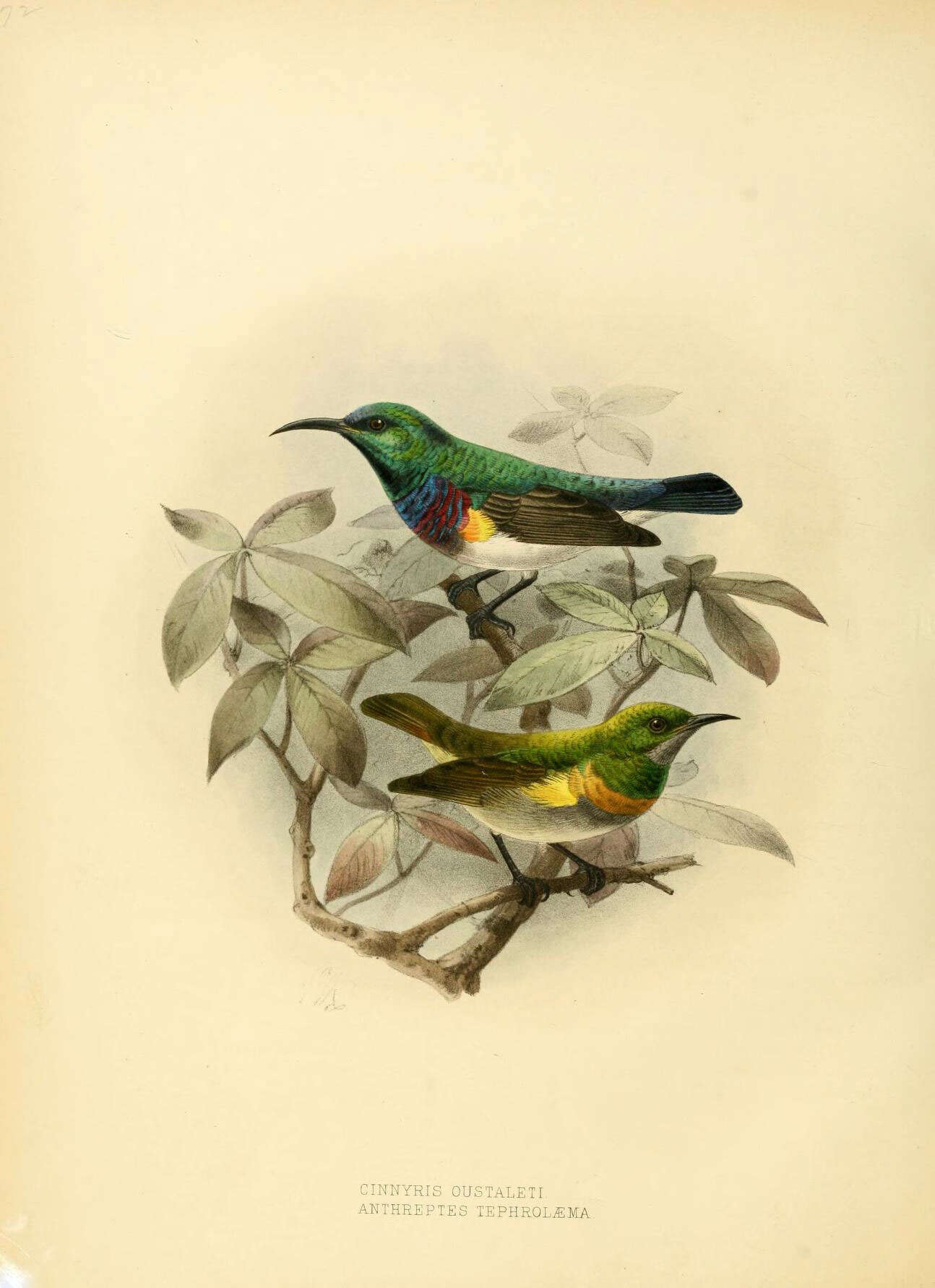 Image of Green Sunbird