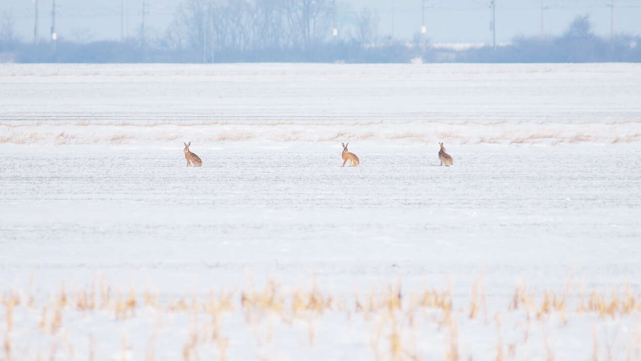 Image of hare