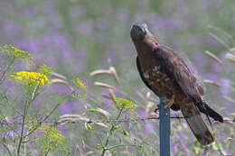 Image of Barred honey buzzard