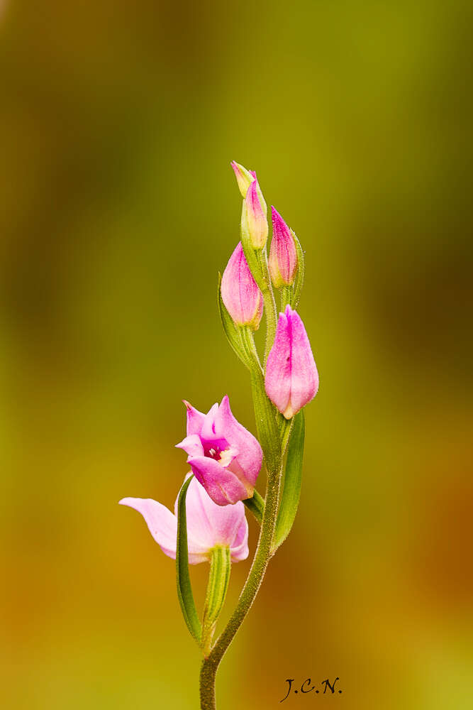 Image of cephalanthera