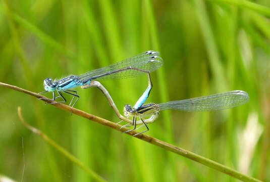 Image de Agrion Élégant