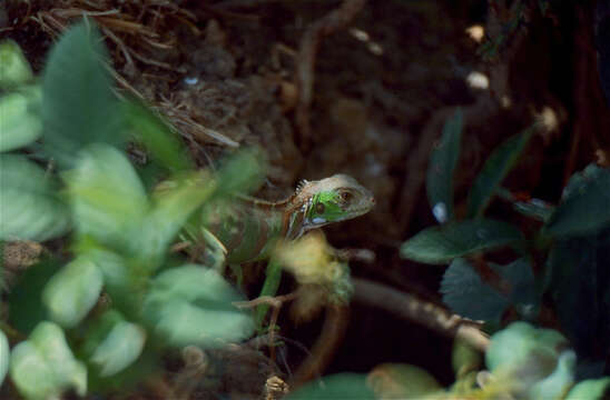 Image of Green Iguana