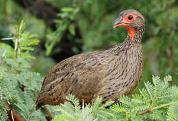 Image of Swainson's Spurfowl