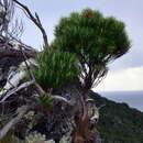 Image of Cassinia tenuifolia Benth.
