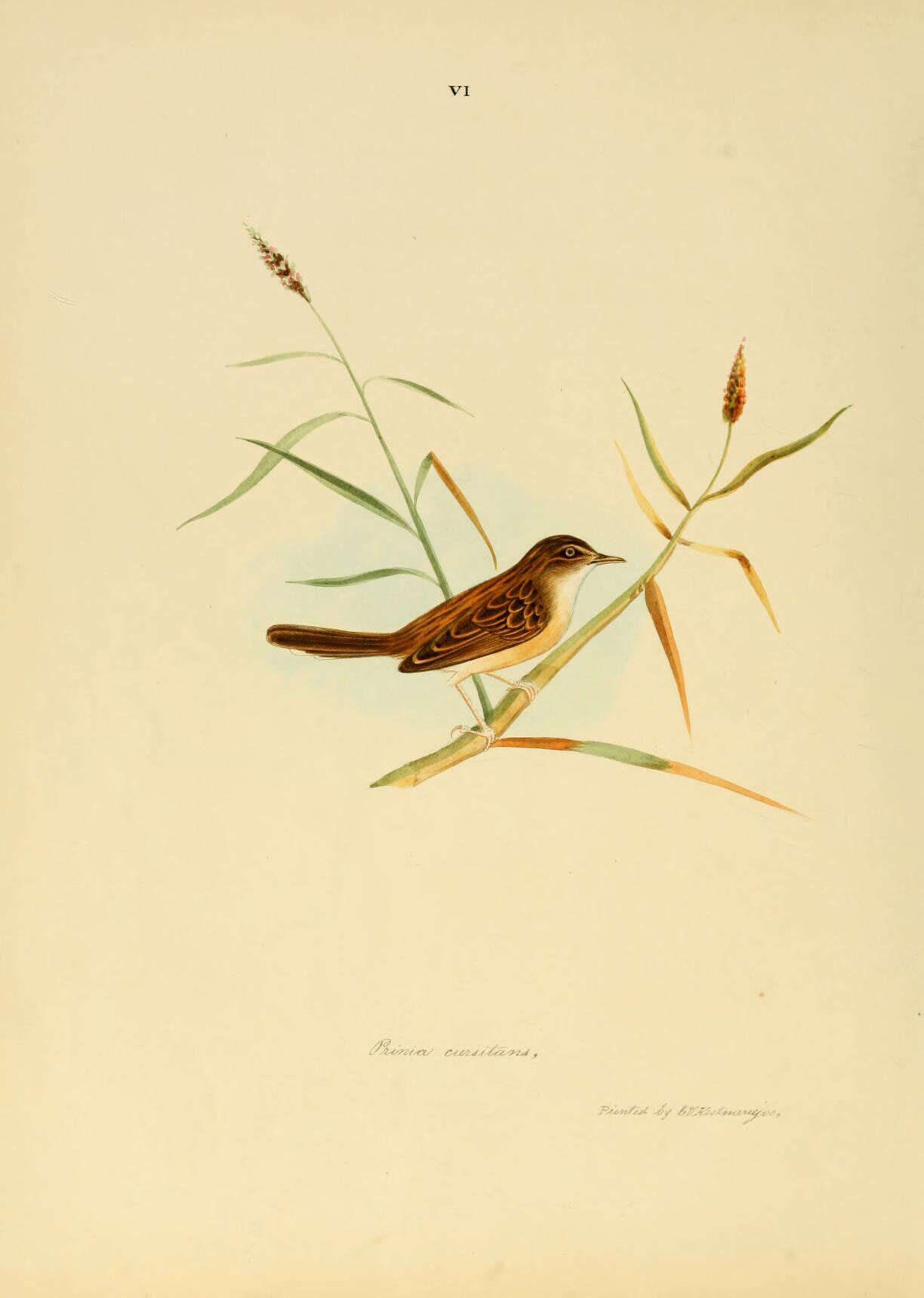 Image of Cisticola juncidis cursitans (Franklin 1831)